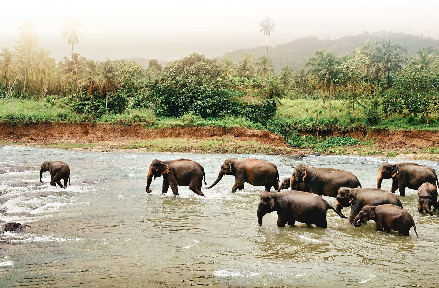 Elephants crossing a river